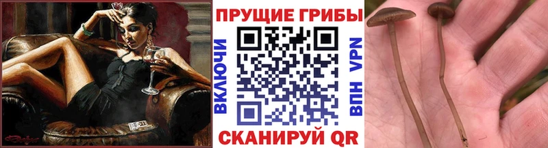 цена наркотик  Гаджиево  Псилоцибиновые грибы Psilocybine cubensis 